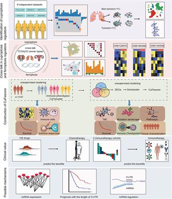 Cross-talk between cuproptosis and ferroptosis regulators defines the tumor microenvironment for the prediction of prognosis and therapies in lung adenocarcinoma